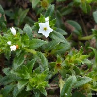 Euploca marifolia (J.Koenig ex Retz.) Ancy & P.Javad